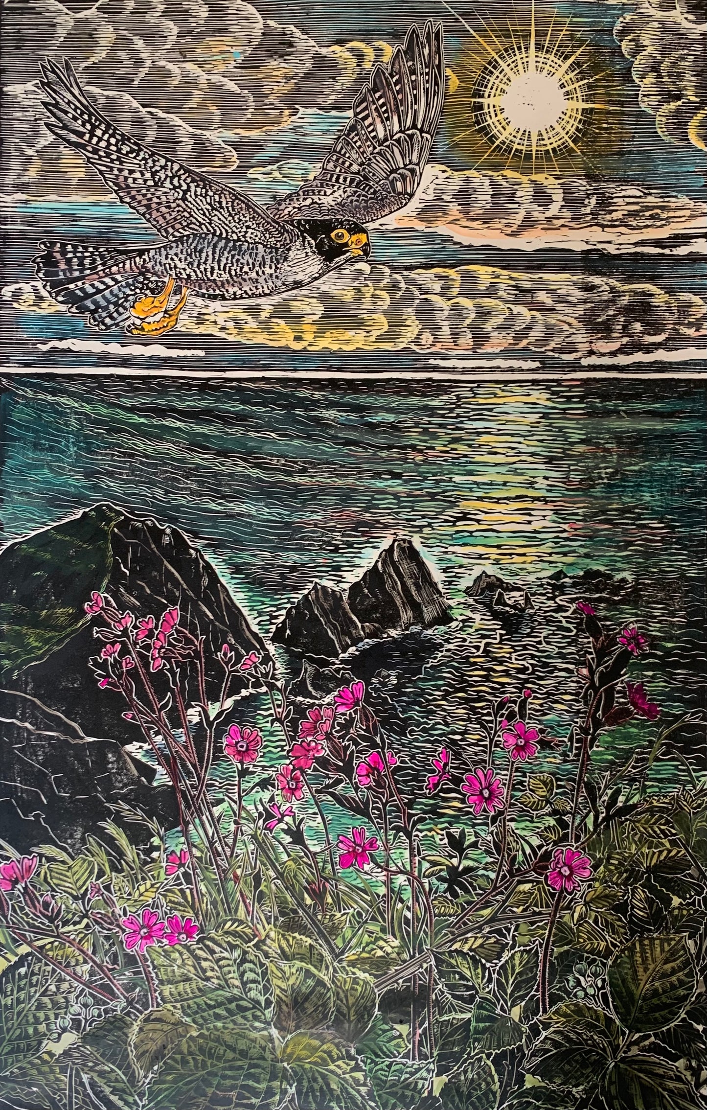 Peregrine, Hartland Quay