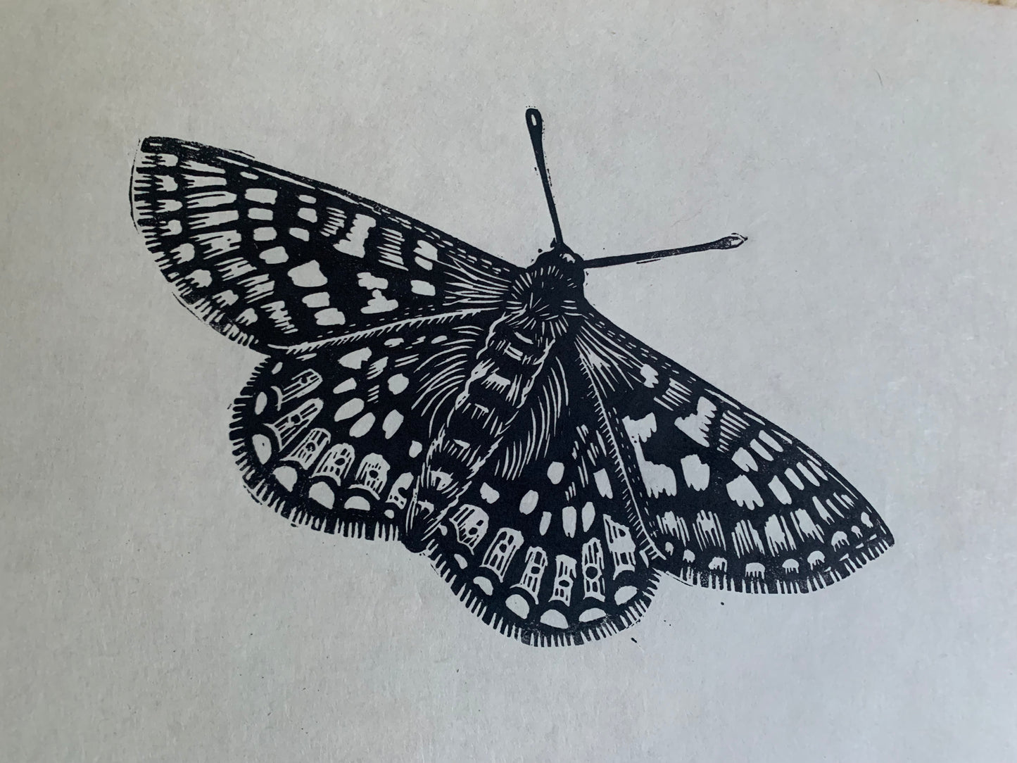 Marsh Fritillary