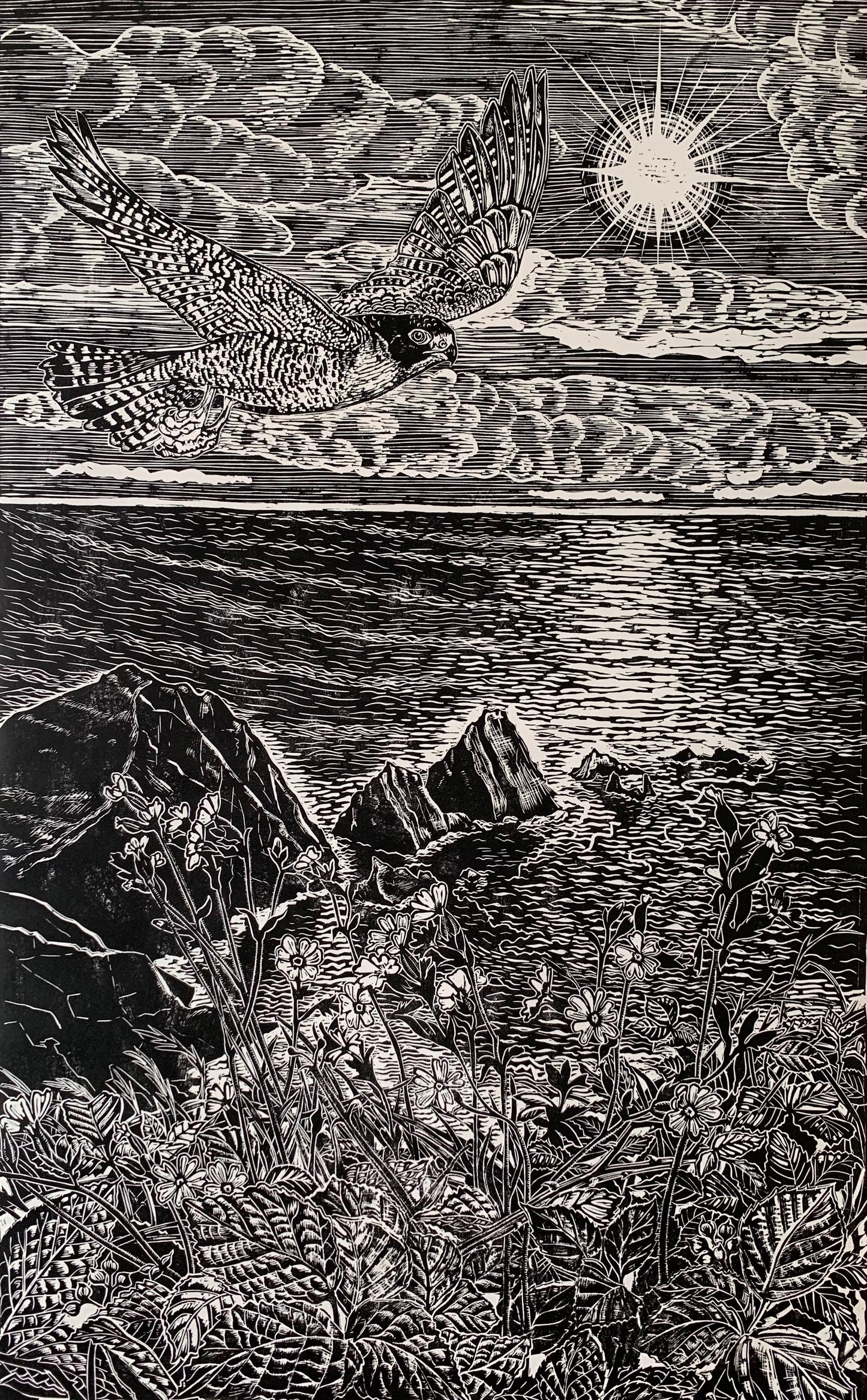 Peregrine, Hartland Quay