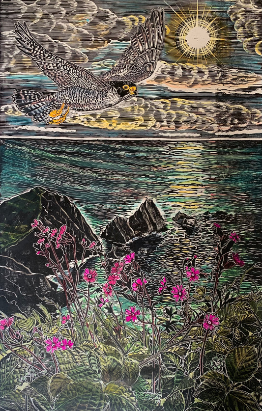 Peregrine, Hartland Quay